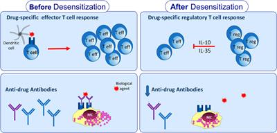 Mechanisms of Drug Desensitization: Not Only Mast Cells